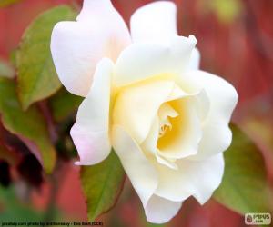 Puzzle Λευκό τριαντάφυλλο